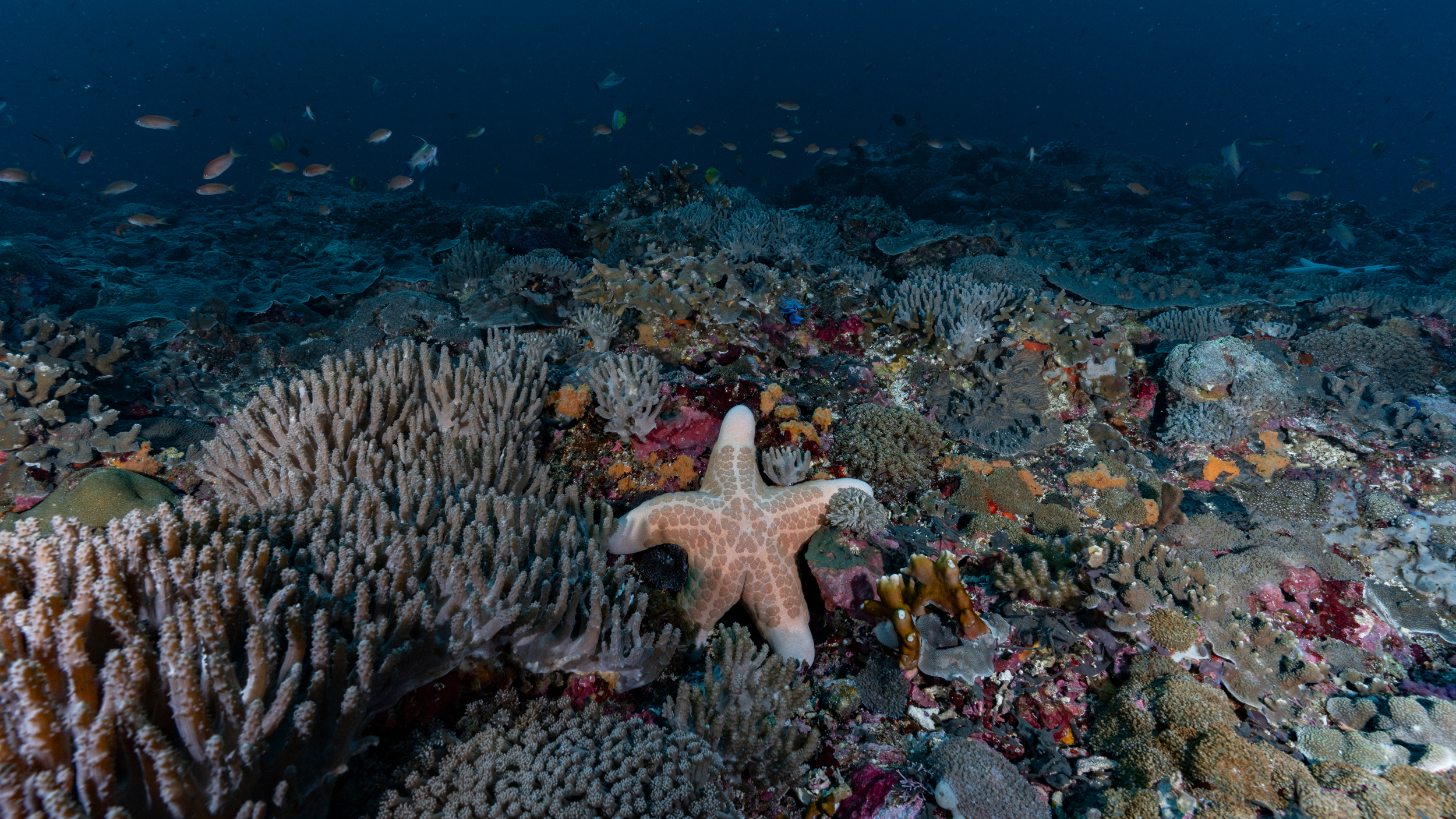Una stella marina granulata è affiancata dalla biodiversità corallina in un’area marina protetta vicino a Bali, in Indonesia.  Credito: Bing Lin/Inside Climate News