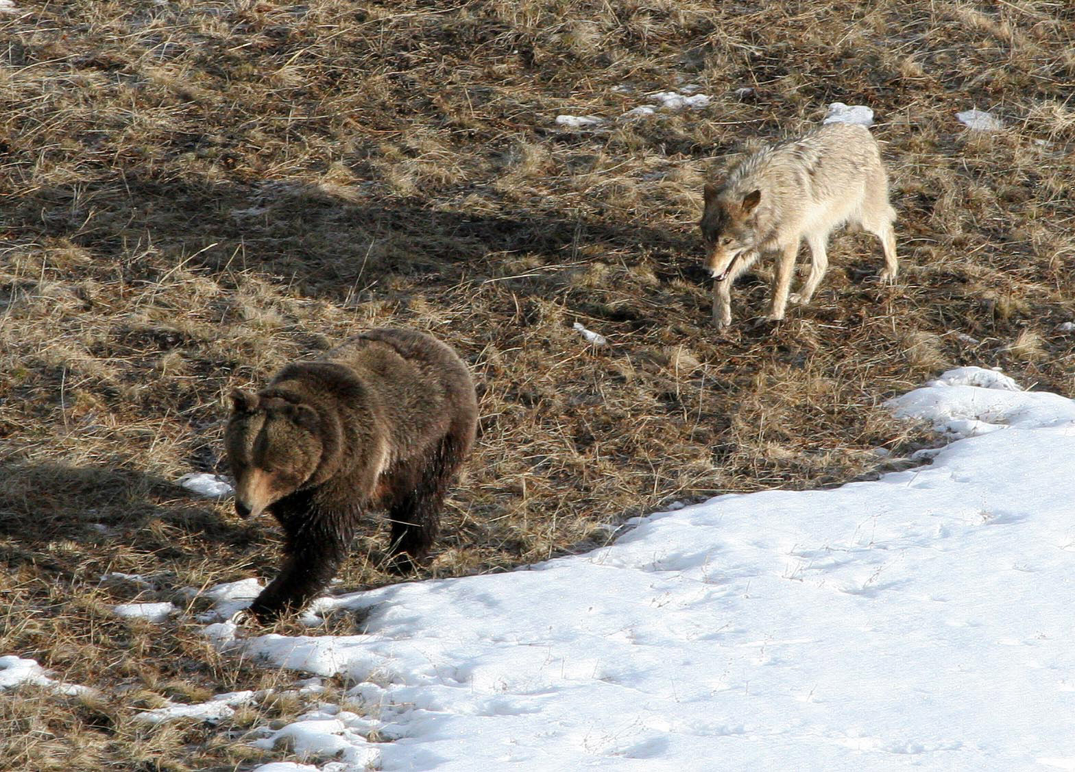 Un lupo del branco Leopoldo segue un orso grizzly.  Credito: Doug Smith/NPS
