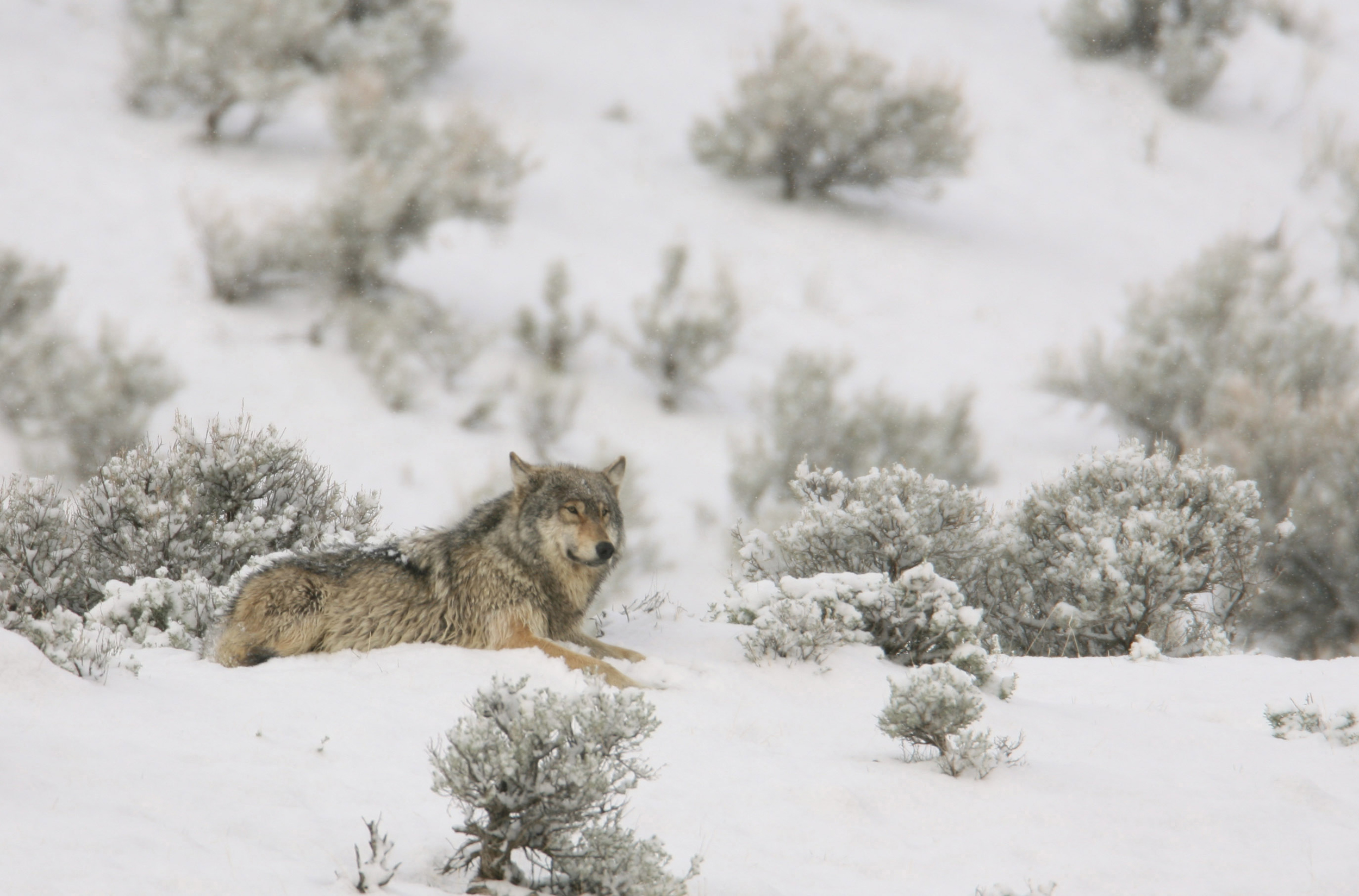 A gray wolf of the Canyon Pack is seen near Mammoth Hot Springs in Yellowstone National Park. Credit: Jim Peaco/NPS