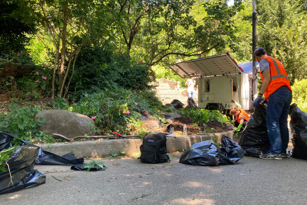 I volontari del Morningside Park rimuovono le erbacce da un giardino.  Credito: Lauren Dalban/Inside Climate News