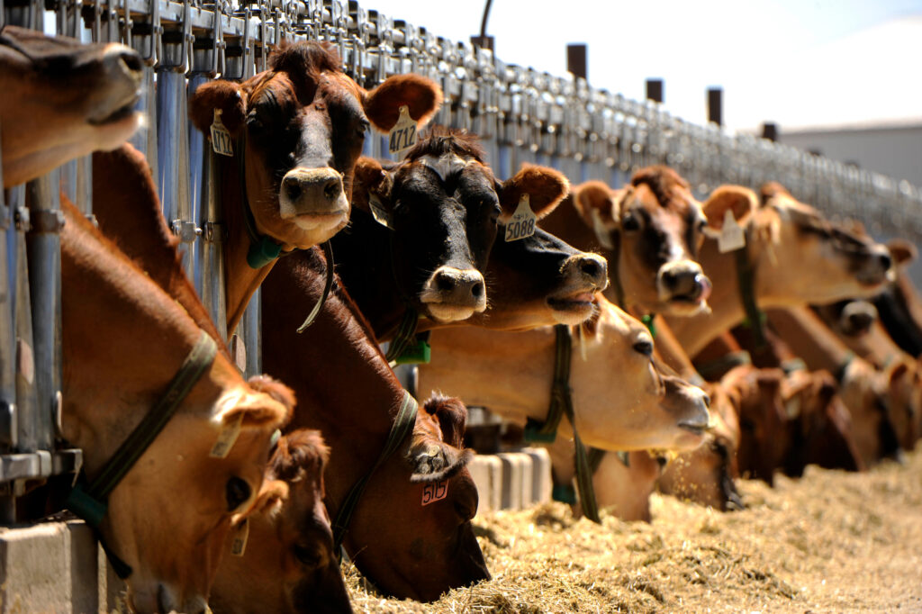 Dairy cows are lined up on a farm contracted by the Dairy Farmers of America in Greeley, Colorado. Credit: Helen H. Richardson/The Denver Post via Getty Images