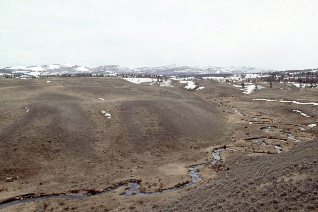 Una vista della vegetazione ripariale lungo una porzione del Blacktail Deer Creek di Yellowstone nel maggio 1991. Le altezze soppresse di salici e ontani lungo la valle illustrano gli effetti di decenni di intensa attività erbivora di alci verificatisi in seguito alla perdita dei lupi.  L'erosione degli argini si verifica anche lungo l'esterno di ciascuna ansa del meandro.  Credito: D. Garfield