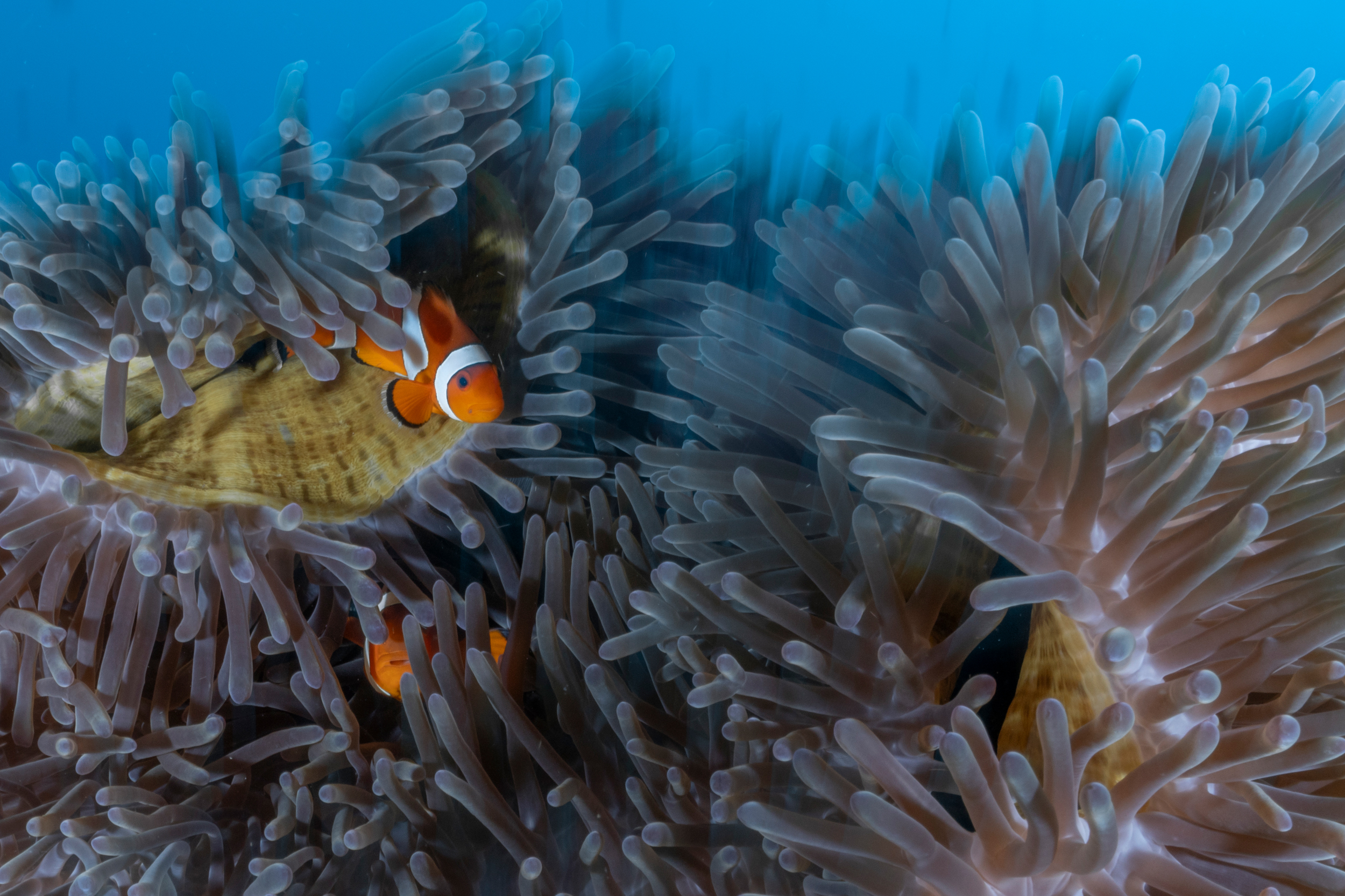 Un pesce pagliaccio fa capolino tra gli anemoni di mare in un'area marina protetta in Indonesia.  Credito: Bing Lin/Inside Climate News