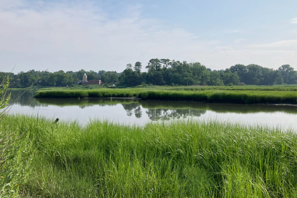 A view of the marshes of Udall’s Cove Park and Preserve in Little Neck, Queens. Credit: Lauren Dalban/Inside Climate News