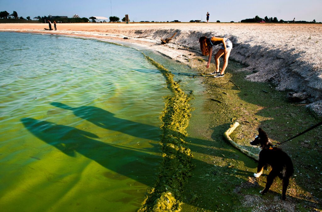 Algae from Lake Erie washes ashore at Maumee Bay State Park in Oregon, Ohio, on Aug. 3, 2014. Credit: Ty Wright/The Washington Post via Getty Images