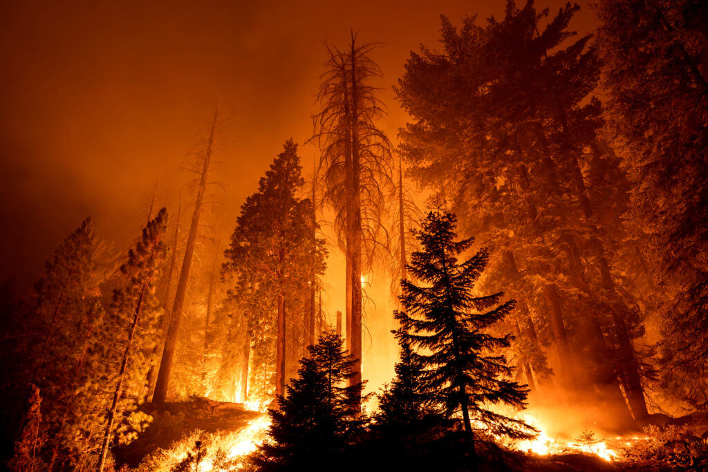 The Windy Fire blazes through the Long Meadow Grove of giant sequoia trees in California’s Sequoia National Forest on Sept. 21, 2021. Credit: David McNew/Getty Images